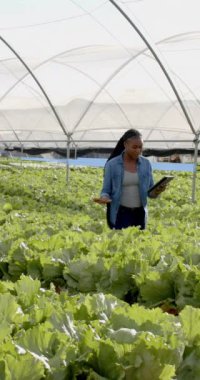 Dikey video: Hidroponik marulu incelemek, sera çiftliğinde çalışan bir kadın, elinde tablet var. Tarım, tarım, organik, üretim, teknoloji, teftiş