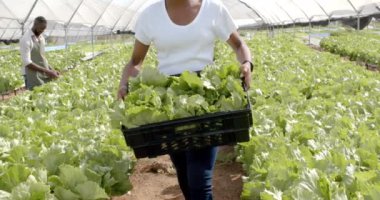 Sandık dolusu taze marul taşıyorum. Hidroponik çiftlik serasında çalışan bir çiftçi. Tarım, tarım, organik, üretim, hasat, sürdürülebilirlik