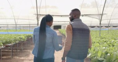 Hidroponik çiftliğinde yürüyen iki Afro-Amerikan çiftçi tarım ürünlerinin büyümesini tartışıyor ve tablet kullanıyor. Tarım, tarım, organik, üretim, teknoloji, işbirliği