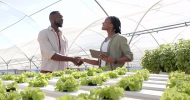 Hidrofonik marul bitkileri, Afrika kökenli Amerikalı çiftçiler serada el sıkışıyor. Tarım, tarım, organik, üretim, tokalaşma, takım çalışması