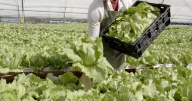 Elinde taze marul, hidroponik çiftlik serasında çalışan çiftçi, mutlu bir şekilde gülümsüyor. Tarım, tarım, organik, üretim, sürdürülebilirlik, tarım