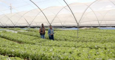 Hidrofonik çiftlikte yürürken, iki çiftçi organik sebze yetiştirmeyi tartışıyor. Tarım, tarım, üretim, hidroponik, sera, sebze