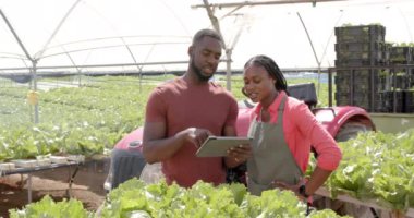 Hidrofonik marulu inceleyen Afro-Amerikan çiftçiler, tarım ürünlerinin büyümesini izlemek için tablet kullanıyorlar. Tarım, tarım, hidrofonik, teknoloji, üretim, yenilik