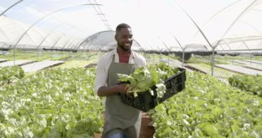 Taze marul hasadı, gülümseyen ve hidroponik serada sandık tutan çiftçi. Tarım, tarım, organik ürünler, sebzeler, bahçıvanlık