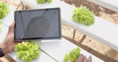 Tablet kullanarak, sera bahçesindeki hidroponik marul bitkilerini inceleyen kişi. Tarım, tarım, organik, üretim, teknoloji, teftiş