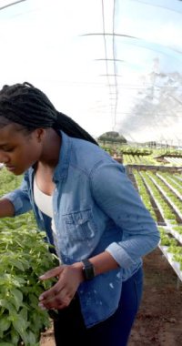 Dikey video: Bitkileri incelemek, hidroponik çiftlik serasında çalışan kot gömlek giyen bir kadın. Tarım, tarım, hidroponik, organik, üretim, sebze