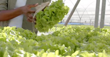 Hidrofonik marulu teftiş etmek, çiftçinin serada kök salmasını sağlamak. Tarım, tarım, hidroponik, üretim, teftiş, organik