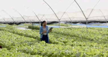 Hidrofonik çiftlikte yürüyen, elinde tablet olan ve mahsulleri inceleyen bir kadın. Tarım, tarım, organik, üretim, teknoloji, teftiş