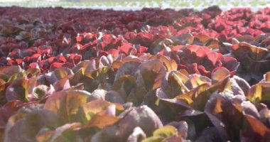 Büyüyen kırmızı marul, sergilenen canlı ve sağlıklı bitkiler, kopyalama alanı. Tarım, tarım, organik, üretim, hidrofonik, tarım