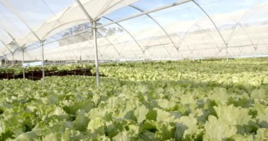 Taze marul yetiştirme, hidroponik çiftlik serada organik sebzeler yetiştirme, kopyalama alanı. Tarım, tarım, bahçıvanlık, tarım, hidroponik, sürdürülebilirlik