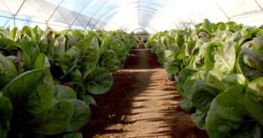 Hidroponik çiftlik serasında organik marul yetiştirmek, sıra sıra taze ürünler, fotokopi alanı. Tarım, tarım, hidroponik, sebze, sürdürülebilir, tarım