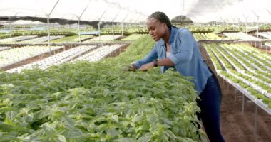 Serada durmuş, elleri kalçasında gülümseyen bir kadın, arkada hidroponik çiftlik, fotokopi alanı. Tarım, tarım, hidrofonik, organik, üretim, bitkiler