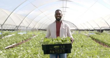 Gülümseyen çiftçi hidroponik serada taze marul kasası tutuyor. Tarım, tarım, organik, hasat, üretim, sürdürülebilirlik