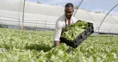 Elinde marul, gülümseyen bir çiftçi ve hidroponik çiftlikte hasat topluyor. Tarım, tarım, organik, sebze, üretim, gülümseme