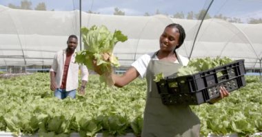 Taze marul hasadı, Afrika kökenli Amerikalı kadın elinde sandıkla hidrofonik çiftlikte gülümsüyor. Tarım, tarım, organik, üretim, sürdürülebilirlik, sera