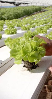 Dikey video: Kökleri denetleme, serada hidroponik marul yetiştiren çiftçi. Tarım, tarım, hidrofonik, organik, üretim, sürdürülebilirlik