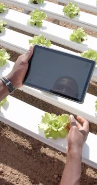 Dikey video: Modern çiftlikte hidroponik marul büyümesini izlemek için tablet kullanılıyor. Tarım, tarım, teknoloji, hidroponik, sera, üretim
