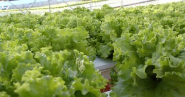 Serada hidroponik marul yetiştirmek sürdürülebilir tarım yöntemleri sergilemek, kopyalama alanı. çiftçilik, hidroponik, sürdürülebilirlik, organik, tarım, yenilik