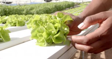 Hidroponik marul kökleri, sera çiftliğinde bitki tutan insanlar. Tarım, tarım, hidroponik, organik, sürdürülebilirlik, üretim