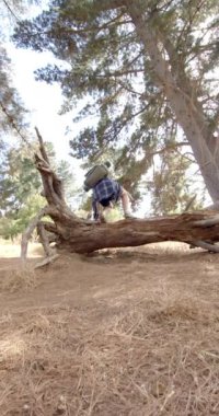 Dikey video: Ormanda yürüyüş, sırtında sırt çantasıyla düşen ağaçtan tırmanan kadın. Macera, doğa, yürüyüş, açık hava, keşif, vahşi doğa, seyahat, ağır çekim