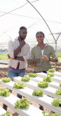 Dikey video: Tablet kullanan iki çiftçi seradaki hidrofonik marulu inceliyor. Tarım, tarım, organik, üretim, teknoloji, hidroponik