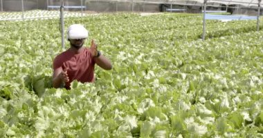 VR kulaklığı kullanan Afro-Amerikan adam, marul bitkileriyle çevrili hidroponik çiftliği keşfediyor. Tarım, tarım, organik, teknoloji, sanal gerçeklik, yenilik