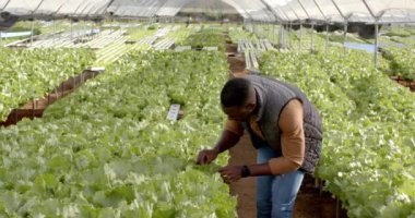 Hidrofonik çiftlikte yürüyen bir adam, seradaki organik sebze ürünlerini inceleyen bir adam, kopyalama alanı. Tarım, tarım, sebze, sürdürülebilir, bahçıvanlık, tarım