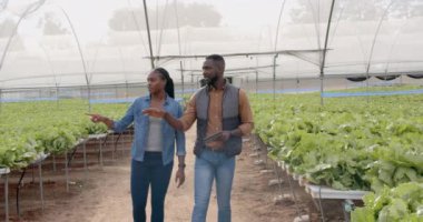 Hidrofonik çiftlikte yürümek, iş konuşmak ve tablet kullanmak. Tarım, tarım, organik, sera, teknoloji, takım çalışması