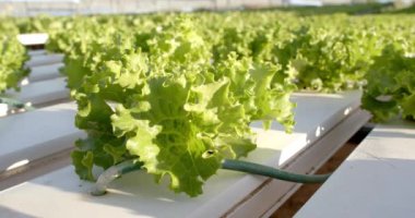 Serada hidroponik marul yetiştirmek sürdürülebilir tarım yöntemleri sergilemek, kopyalama alanı. Tarım, hidroponik, sürdürülebilirlik, organik, çevre dostu, tarım