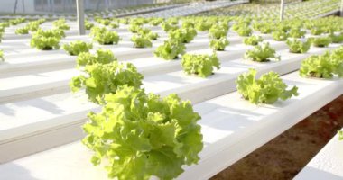Modern sera çiftliğinde sırayla hidroponik marul yetiştirmek, kopyalama alanı. Tarım, tarım, hidroponik, organik, sebze, bahçıvanlık