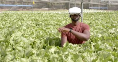VR kulaklığı kullanan Afro-Amerikan adam, marul bitkileriyle çevrili hidroponik çiftliği keşfediyor. Teknoloji, tarım, yenilik, sürdürülebilir, organik, sanal gerçeklik