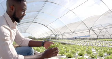 Marul bitkisini inceliyorum, Afrika kökenli Amerikalı bir adam sera hidroponik çiftliğinde çalışıyor. Tarım, tarım, organik, hidroponik, tarım, bahçıvanlık