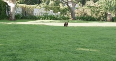 Yeşil çimlerde, ağzında pembe oyuncakla koşan oyuncu köpek yavrusu, kopyalama alanı. oyun, çim, açık hava, mutluluk, enerjik, neşeli