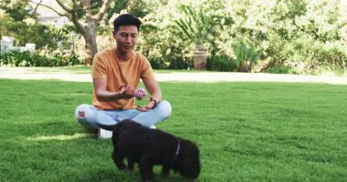 Köpek güneşli parkta yeşil çimlerde dinleniyor, huzurlu bir öğleden sonranın tadını çıkarıyor, fotokopi çekiyor. Köpek, rahatlama, açık hava, doğa, sükunet, rahatlık