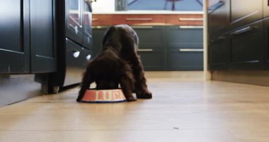 Köpek yavrusu, evdeki ahşap zeminde kişiselleştirilmiş köpek kasesinin yanında mutfağı keşfediyor. Evcil hayvan, evcil hayvan, köpek yavrusu, keşif, köpek