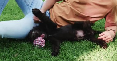 Otların üzerinde dinlenen, Asyalı bir adam siyah bir köpekle oynuyor, güneşli bir günün tadını çıkarıyor, parkta. Açık hava, boş zaman, arkadaşlık, bağlanma, mutluluk, yaz