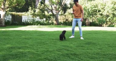 Parkta köpek eğiten Asyalı bir adam, açık havada güneşli bir günün tadını çıkarıyor, fotokopi çekiyor. Evcil hayvan, arkadaşlık, bağ.