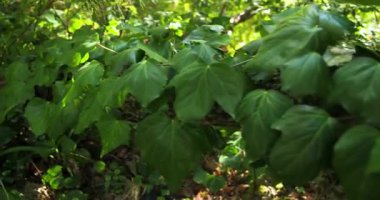 Bereketli yeşil ormanlarda yoğun yaprakların arasından süzülen güneş ışığı dinginlik ve kopyalama alanı yaratıyor. Doğa, sükunet, huzur, yeşillik, orman, ağaçlar.