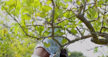 Afrikalı Amerikalı, yeşil yapraklarla çevrili ağaçlara tırmanan, açık hava macerasından hoşlanan, fotokopi çeken. Açık hava, doğa, yeşillik, keşif, eğlence, orman.