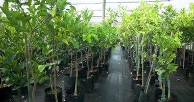 Genç ağaçlar saksılarda yetişiyor, serada, güneş ışığında gelişiyor. Bahçıvanlık, bahçıvanlık, tohum ekme, yeşillik, yeşillik.