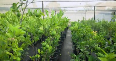 Bitki bakım evindeki saksılarda yetişen yemyeşil kireç ağaçları, serada güneş ışığı altında gelişiyorlar. Bahçecilik, bahçıvanlık, narenciye, yeşillik, ekin, saksı bitkisi.