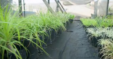 Sera kreşindeki siyah saksılarda yetişen yeşil bitkiler bakım altında gelişiyor. Botanik, bahçıvanlık, tarım, bahçıvanlık, yeşillik.