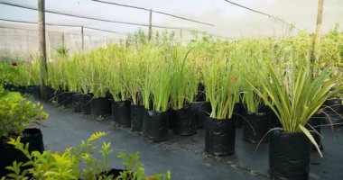 Çocuk odasında koruyucu ağ altında gelişen yeşil bitkiler serada canlı bir büyüme sergiliyor. Bahçıvanlık, bahçıvanlık, fidanlar, bereket, tarım, botanik.