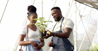 Bahçıvan, serada saksı bitkisini kadınlara sunuyor, bitki bakımını tartışıyor. Bahçıvanlık, bahçıvanlık, botanik, iletişim, yetiştirme, tavsiye