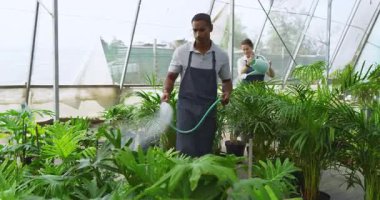 Çeşitli bahçıvanlar seradaki bitkileri suluyor. Yeşillikleri özenle besliyorlar. Bahçıvanlık, bahçıvanlık, çevre, sürdürülebilirlik, büyüme, yetiştirme