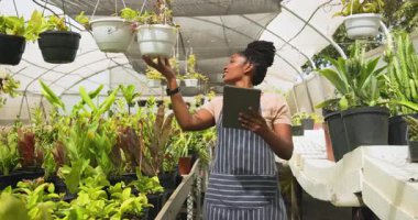 Afro-Amerikalı bir kadın seradaki bitkilerle ilgileniyor. Bahçıvanlık, bahçıvanlık, teknoloji, tarım, tarım