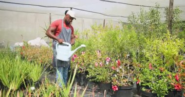 Afro-Amerikan bahçıvanlar serada bitki suluyor, birlikte bahçe işlerinin keyfini çıkarıyorlar. Bahçecilik, biyolojik çeşitlilik, yetiştirme, takım çalışması, hobi, ayyaş.