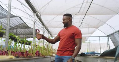 Seradaki bitkilerle ilgilenen, saksı saksısı tutan, odaklanmış Afrikalı Amerikalı bir adam. Bahçıvanlık, tarım, bahçıvanlık, botanikçilik, yeşillik, tarım