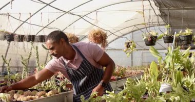 Seradaki bahçıvan bitkilerle ilgileniyor, önlük giyiyor ve işine odaklanıyor. Bahçıvanlık, bahçıvanlık, tarım, botanikçi, tarım, yeşillik.