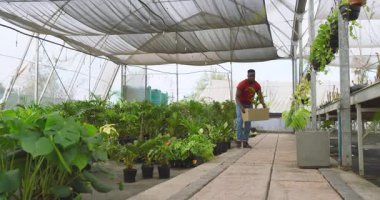 Yeşilliklerle çevrili serada bitkilerle dolu bir kutu taşıyan bir adam. Bahçıvanlık, bahçıvanlık, tarım, yeşillik, bitki örtüsü, tarım